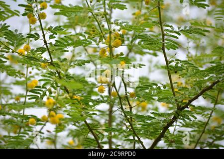 Vachellia nilotica o fiori arabici di gomma Foto Stock