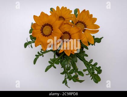 Gazania Gaertn fiori arancioni fotografati in piena fioritura in varie cornici Foto Stock