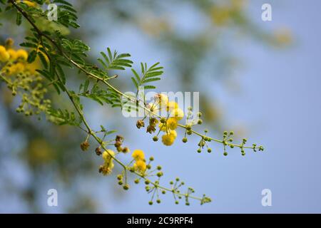 Vachellia nilotica o fiori arabici di gomma Foto Stock