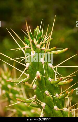 Vista ravvicinata del pin di Eva (Austrocylindopuntia subulata), spine e gemme di cactus, una specie invasiva nel mediterraneo (Maiorca, Spagna) Foto Stock