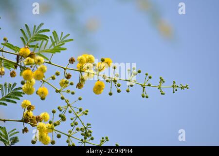 Vachellia nilotica o fiori arabici di gomma Foto Stock