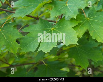 primo piano verde acero foglie sfondo naturale Foto Stock