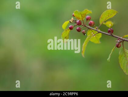 primo piano su ramo di mirtillo bagnato dopo la pioggia con gocce su sfondo verde bokeh Foto Stock