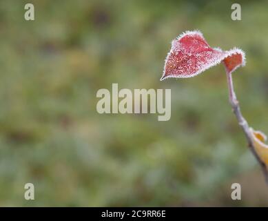 primo gelo - primo piano rime congelato rosso foglia d'autunno neve cristallo coperto verde bokeh sfondo Foto Stock