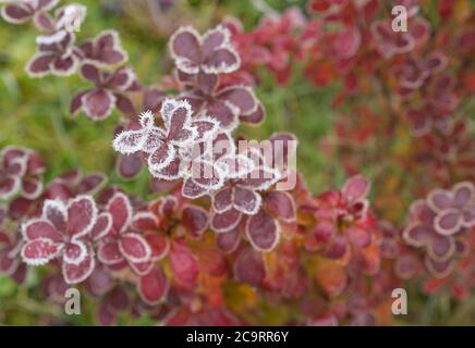 primo gelo - primo piano rime gelate foglie d'autunno rosse rosa berberis privet ramo neve coperto bokeh sfondo Foto Stock