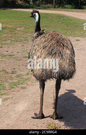 UEM nello zoo di Overloon nei Paesi Bassi Foto Stock