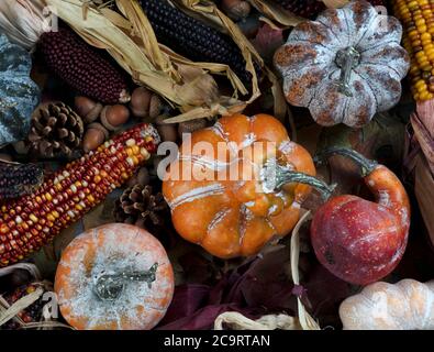 Decorazioni autunnali stagionali costituite da zucche, zucche e mais per il concetto di festa del Ringraziamento o di Halloween Foto Stock