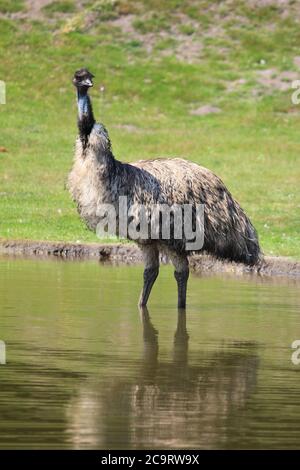 UEM nello zoo di Overloon nei Paesi Bassi Foto Stock
