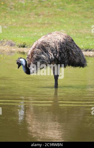 UEM nello zoo di Overloon nei Paesi Bassi Foto Stock