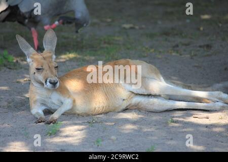 Canguro rosso nello zoo di Overloon nei Paesi Bassi Foto Stock