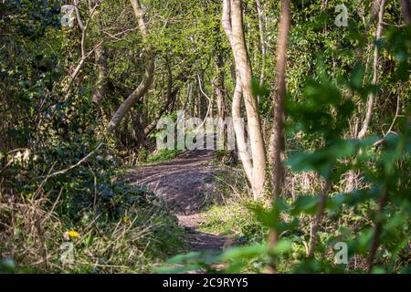 Paesaggio con luce solare in una riserva naturale inglese a Dudley Foto Stock