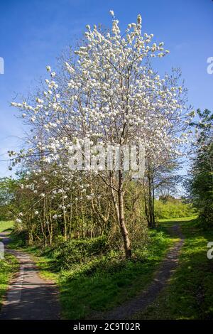 Paesaggio con luce solare in una riserva naturale inglese a Dudley Foto Stock