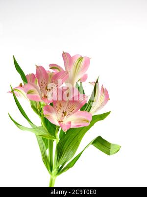 fiori di alstroemeria rosa fotografati su uno sfondo bianco chiaro Foto Stock