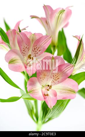 fiori di alstroemeria rosa fotografati su uno sfondo bianco chiaro Foto Stock