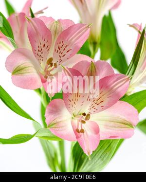 fiori di alstroemeria rosa fotografati su uno sfondo bianco chiaro Foto Stock