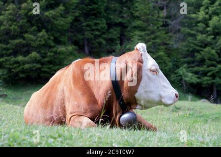 Profilo di una grande mucca con il campanaccio al collmo adagiato su un prato nelle Dolomiti italiane. Foto Stock