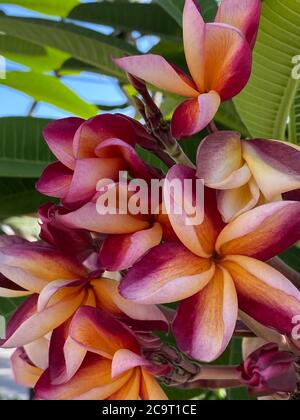 Primo piano di un fiore rosa tropicale frangipani, fioritura profumata per creare un'atmosfera di relax. Foto su sfondo naturale Foto Stock