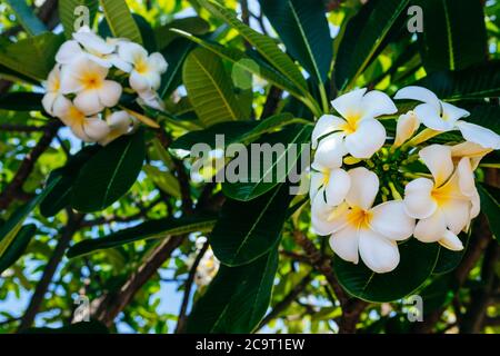 bianco fiore tropicale frangipani, fioritura profumata per creare un'atmosfera di relax e piacere. Foto su sfondo naturale con foglie verdi Foto Stock