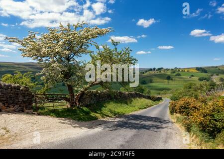 Guardando giù intrappolando Hill in Nidderdale con un albero fioriture stupefacente e attraverso il villaggio di Middlesmoor, North Yorkshire, Inghilterra, u Foto Stock