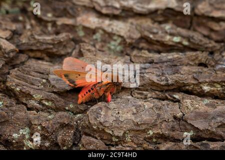 Ruby Tiger Moth (Fragmatobia fuliginosa) Foto Stock