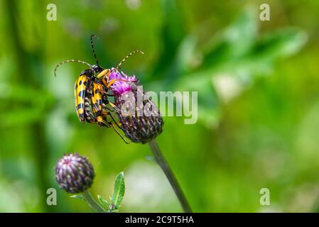 Insetti gialli che si accoppiano, insetti che fanno l'amore su un fiore viola. Sfondo verde. Foto Stock