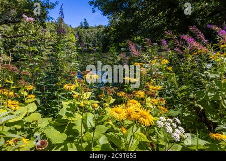 Yellow Inula Helenium (Elecamppane) fiorisce a Wakehurst (luogo di Wakehurst), giardini botanici nel Sussex occidentale gestiti dai Royal Botanic Gardens Foto Stock