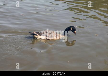 Canada Goose Gosling alimentare su Stew Pond, SSSI, Epsom e Ewell, Surrey, Inghilterra, Regno Unito, luglio 2020 Foto Stock