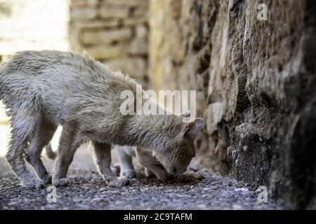 Gatti randagi che mangiano nella strada, dettaglio di animali domestici abbandonati Foto Stock