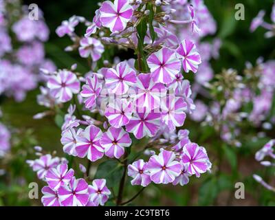 Primo piano di graziosi fiori di flox rosa a righe, varietà Phlox maculata Nataschia, in un giardino Foto Stock