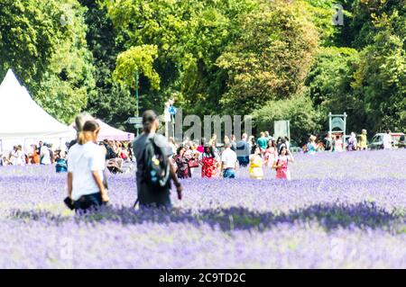 I visitatori della Mayfield Lavender Farm in una giornata di sole con le famiglie che scattano foto del campo di lavanda Foto Stock