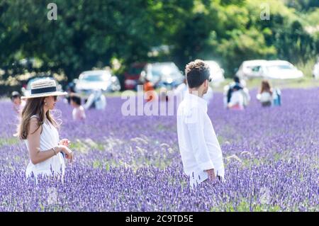 I visitatori della Mayfield Lavender Farm in una giornata di sole con le famiglie che scattano foto del campo di lavanda Foto Stock