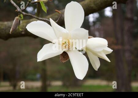 Primavera nell'arboreto, l'interno di un fiore bianco della magnolia, primo piano, sfondo sfocato e uno spazio vuoto Foto Stock