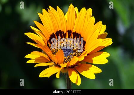 Fiore di Arctotis fastuosa Foto Stock
