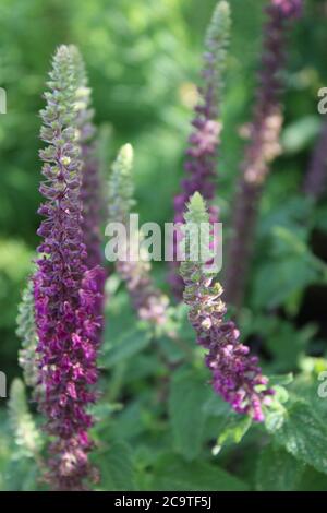 Filigrana fiori blu Teutrium chamaedrys Foto Stock