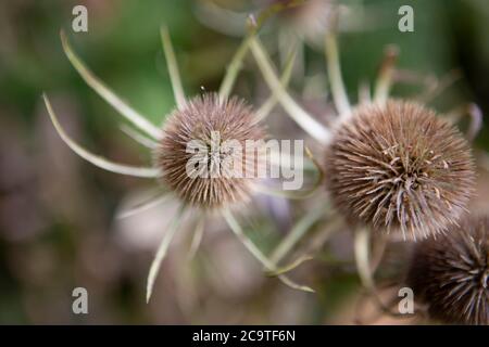 Teste di Thistle asciugate in dettaglio Foto Stock