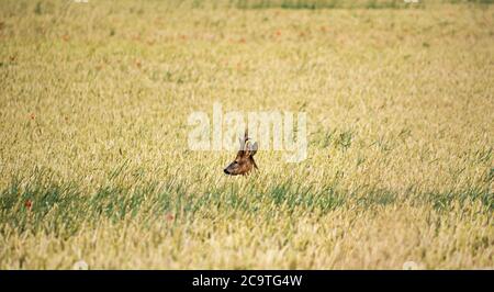 East Lothian, Scozia, Regno Unito, 2 agosto 2020. Regno Unito Meteo: Caprioli europei (Capreolus capreolus) che attraversano un campo di grano. Uno stag di caprioli cerca di rimanere nascosto negli alti stocchi di grano dorato Foto Stock
