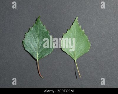 Betulla Argento albero europeo foglie estive bianche Foto Stock