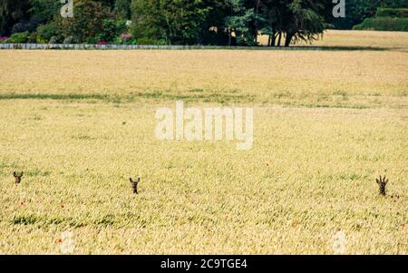 East Lothian, Scozia, Regno Unito, 2 agosto 2020. Regno Unito Meteo: Caprioli europei (Capreolus capreolus) che attraversano un campo di grano. Uno stag e due femmine cercano di rimanere nascosti nei lunghi gambi di grano dorato Foto Stock