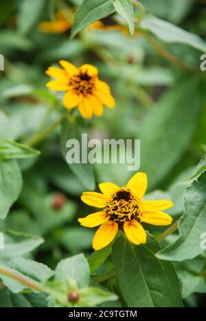 Zinnia che cresce in una pentola con un fuoco basso, fiori di zinnia nana Foto Stock