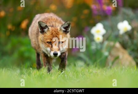 Primo piano di una volpe rossa (Vulpes vulpes) in piedi su erba verde tra fiori di primavera, Regno Unito. Foto Stock