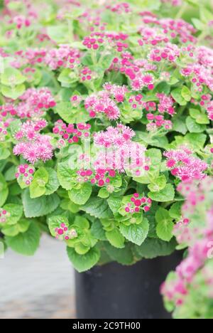 Ageratum, ageratum rosa, pentola rosa piante nel vassoio nero Foto Stock