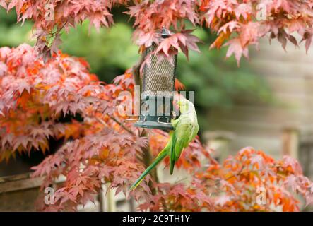 Primo piano di un Parakeet ad anello (Psittacula krameri) su un alimentatore in un giardino, Regno Unito. Foto Stock