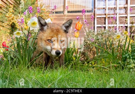 Primo piano di una volpe rossa (Vulpes vulpes) in piedi su erba verde tra fiori di primavera, Regno Unito. Foto Stock