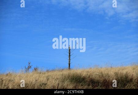 Entlang des West Highland Ways im novembre a Schottland. Foto Stock