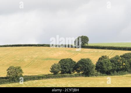 Una formazione piuttosto minacciosa di nuvole scure si stabilì su un campo di collina lontano / terreno agricolo nel Regno Unito. Per l'agricoltura britannica, raccogliendo nubi tempesta Foto Stock