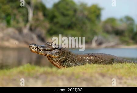 Close up di un caimano Yacare (yacare Caimano) su una riva di un fiume, Sud Pantanal, Brasile. Foto Stock