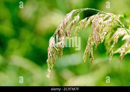 Primo piano di gocce d'acqua o di gocce di rugiada che si raccolgono su un fusto d'erba in una giornata di nebbia, isolate dallo sfondo da una profondità di campo poco profonda. Foto Stock