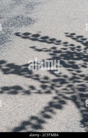 Immagine quasi monocromatica di ombre di foglie sovrastanti del sole su una corsia rurale della Cornovaglia. Foglie di luce opacizzata, nell'ombra. Foto Stock