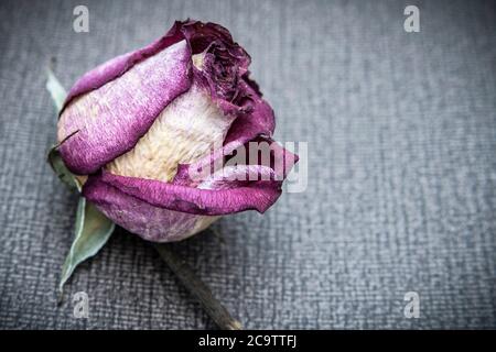 Una rosa morta su sfondo grigio Foto Stock