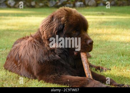 Marrone Terranova cane masticare su un bastone in estate. Foto Stock